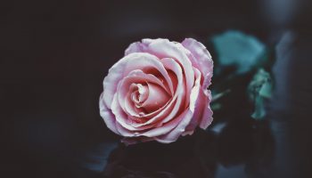 «If Roses grow in Heaven» — poem of Kirsten Preus that made me cry