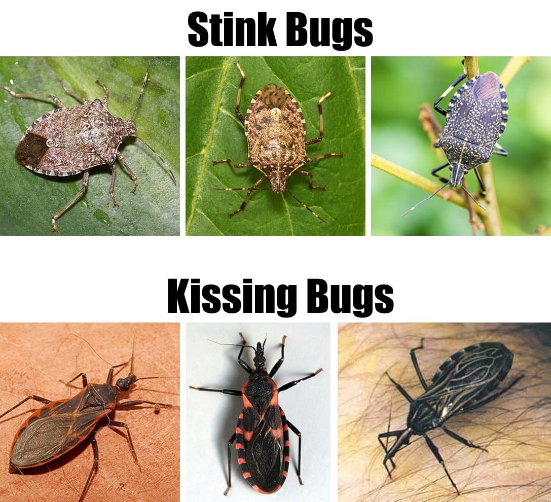 assassin-bug-vs-stink-bugs