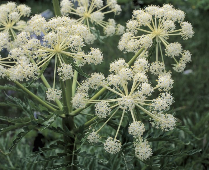 UNSPECIFIED - JUNE 06: Close-up of flowers on Northern water hemlock plant (Cicuta virosa) (Photo by DEA / D.DAGLI ORTI/De Agostini via Getty Images)