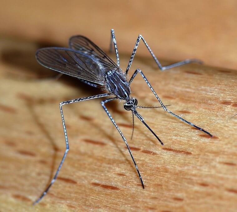 Inherited Malaria Resistance