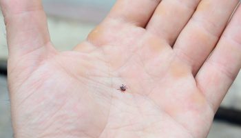 What to Do If You Find a Tick Indoors…